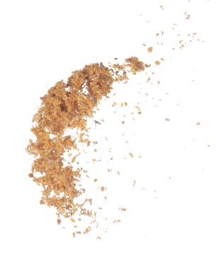 Fried Garlic pour fall down explosion, golden yellow fried garlic float abstract fly. Beautiful fried garlic splash stop in air, food object design. White background isolated high speed freeze