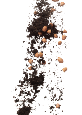 Soil dirt peanut bean mix fall fly explosion. Peanut bean soil fertilizer abstract cloud fly. Soil mix peanut beans planting splash stop in air. white background isolated high speed freeze motion