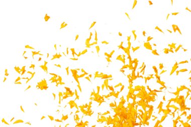 Sarı kadife çiçeği yaprakları uçuşan sarı kadife çiçekleri ile izole edilmiş romantik beyaz arka plan. Dinsel bahar mevsimi, ayin daveti sarı kadife yaprakları havada