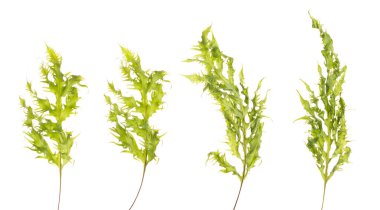 Tropikal Yeşil yapraklı bir grup Brüksel bitkisi beyaz arka planda izole edildi. Yağmur ormanları diğer bitkilerle süsleme için tropik yeşil büyük yapraklar