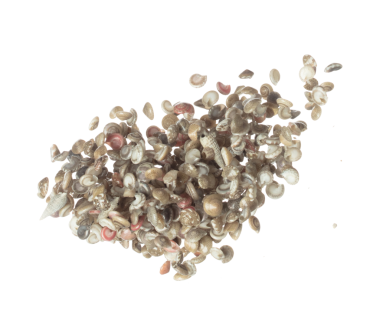 Deniz kabuğu havaya sıçrıyor. Deniz kabuğu patlaması, soyut bulut sineği. Birçok Küçük Deniz Kabuğu grubunda dağılır. Beyaz arkaplan yüksek hız deklanşör dondurma hareketini izole etti