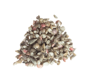 Deniz kabuğu havaya sıçrıyor. Deniz kabuğu patlaması, soyut bulut sineği. Birçok Küçük Deniz Kabuğu grubunda dağılır. Beyaz arkaplan yüksek hız deklanşör dondurma hareketini izole etti