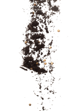 Soil dirt Soy bean mix flying explosion, Soybean soil fertilizer abstract cloud fly. Soil mix soy bean planting splash stop in air. white background isolated high speed freeze motion