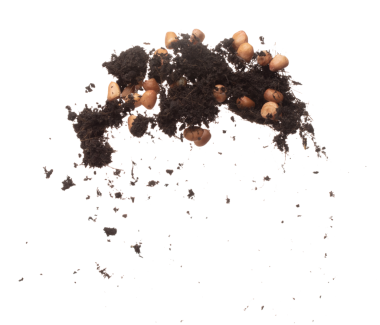 Soil dirt peanut bean mix fall fly explosion. Peanut bean soil fertilizer abstract cloud fly. Soil mix peanut beans planting splash stop in air. white background isolated high speed freeze motion