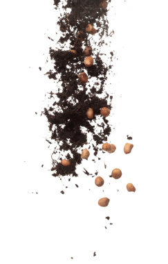 Soil dirt peanut bean mix fall fly explosion. Peanut bean soil fertilizer abstract cloud fly. Soil mix peanut beans planting splash stop in air. white background isolated high speed freeze motion