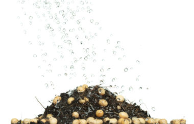 Su yağmuru soya fasulyesine dönüşüyor ve gübre toprağı ekiliyor. Siyah toprakta büyüyen soya fasulyelerine su dökmek. beyaz arkaplan izole yüksek hız dondurma hareketi