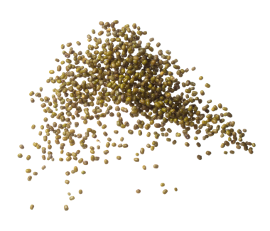 Green mung beans fall down explosion, green mung bean float explode, abstract cloud fly. Dried green mung beans splash throwing in Air. White background Isolated high speed shutter, freeze motion