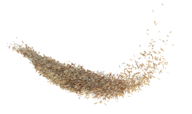 Paddy Rice tahılları havada uçuşuyor. Sarı altın çeltik pilavı dökülüyor, patlama şekil grubunda yüzüyor. Beyaz arkaplan izole edilmiş yüksek hız deklanşörü