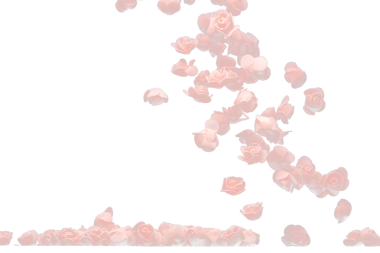 Pembe küçük gül çiçeği patlaması. Birçok köpük gül sunar. Aşk, romantik bir düğün sevgilisidir. Yapay köpük pembe gül sineği havada uçuşuyor. Siyah arkaplan seçici odak bulanıklığı