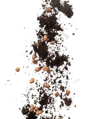 Soil dirt peanut bean mix fall fly explosion. Peanut bean soil fertilizer abstract cloud fly. Soil mix peanut beans planting splash stop in air. white background isolated high speed freeze motion