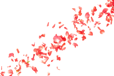 Kırmızı gül yaprakları düşüyor romantik beyaz arka plan izole edilmiş gerçek kırmızı gül yaprakları uçuşuyor. Aşk, romantik bahar mevsimi, düğün davetiyesi havada kırmızı gül yaprakları