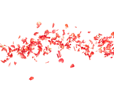 Kırmızı gül yaprakları düşüyor romantik beyaz arka plan izole edilmiş gerçek kırmızı gül yaprakları uçuşuyor. Aşk, romantik bahar mevsimi, düğün davetiyesi havada kırmızı gül yaprakları