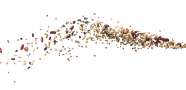 Mix beans fall down explosion, several kind bean float explode. Dried mixed white green red soy black peanut beans splash throwing in Air. White background Isolated high speed shutter, freeze