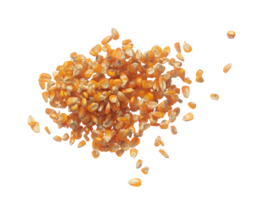 Kurutulmuş mısır taneleri havada uçuşuyor. Sarı altın mısır tohumu dökülüyor, patlama şekil grubunda yüzüyor. Beyaz arkaplan izole edilmiş yüksek hız deklanşörü