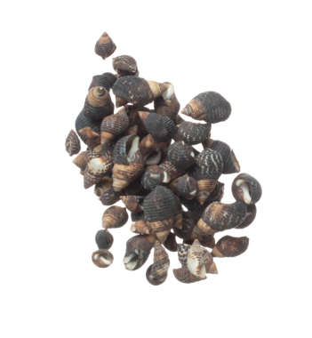 Deniz kabuğu havaya sıçrıyor. Deniz kabuğu patlaması, soyut bulut sineği. Birçok küçük siyah deniz kabuğu grupta dağılır. Beyaz arkaplan yüksek hız deklanşör dondurma hareketini izole etti