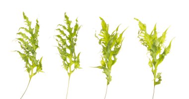 Tropikal Yeşil yapraklı bir grup Brüksel bitkisi beyaz arka planda izole edildi. Yağmur ormanları diğer bitkilerle süsleme için tropik yeşil büyük yapraklar