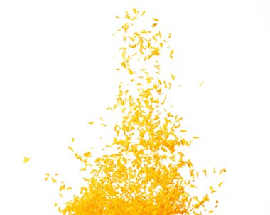 Sarı kadife çiçeği yaprakları uçuşan sarı kadife çiçekleri ile izole edilmiş romantik beyaz arka plan. Dinsel bahar mevsimi, ayin daveti sarı kadife yaprakları havada