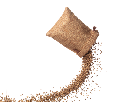 Coriander seed fly throw up in Sack Bag, brown coriander seed float explode, abstract cloud fly. Dried coriander seeds splash throwing in Air. White background Isolated high speed shutter, freeze