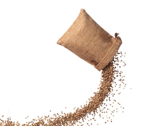 Coriander seed fly throw up in Sack Bag, brown coriander seed float explode, abstract cloud fly. Dried coriander seeds splash throwing in Air. White background Isolated high speed shutter, freeze