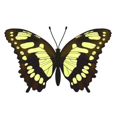 Yapıştırma ya da simge için uygun çeşitli kelebekler. Ayrıntılı vektör çizimi. Beyaz bir arkaplanda izole edilmiş.