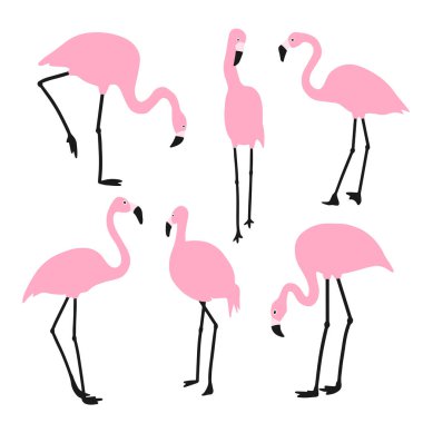 Pembe flamingo seti. Farklı pozlarda egzotik kuşlar. Beyaz bir arka planda izole edilmiş. Vektör illüstrasyonu.
