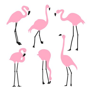 Pembe flamingo seti. Farklı pozlarda egzotik kuşlar. Beyaz bir arka planda izole edilmiş. Vektör illüstrasyonu.