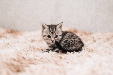 A picture of a small striped kitten walking on a soft blanket. Light background