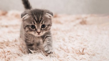A picture of a small striped kitten walking on a soft blanket. Light background
