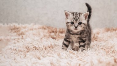A picture of a small striped kitten playing funny and fooling around on a soft blanket