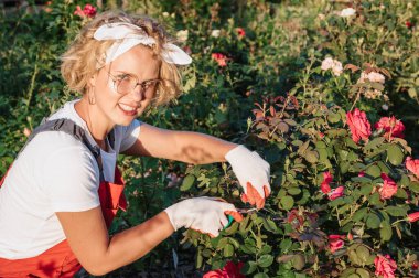 Şirin bir kadın bahçıvan bahçesindeki bitkileri buduyor. Bahçıvan budama makasıyla gülleri budar. Önleyici yıllık tedavi