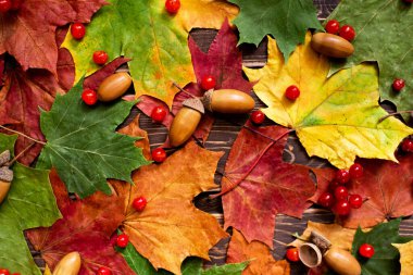 Sonbahar akçaağaç yaprakları ve meşe palamudunun kırmızı ve turuncu arka planı. Üst Manzara. Metnin için yer.