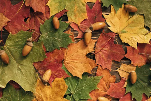 stock image The concept of autumn backgrounds. Dry maple and acorn leaves on a wooden background with a copy of the space and clean place for your text.