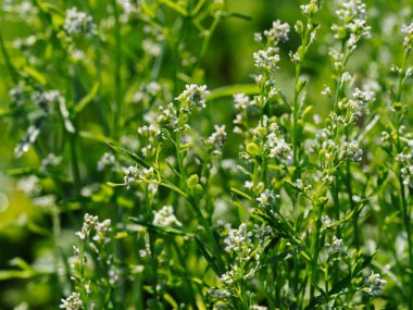 Bahçe yatağında çiçek açan mikro yeşillik. Yakın plan.