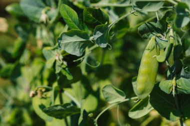 The plant is a green pea growing in the garden. Pods of young green peas close-up