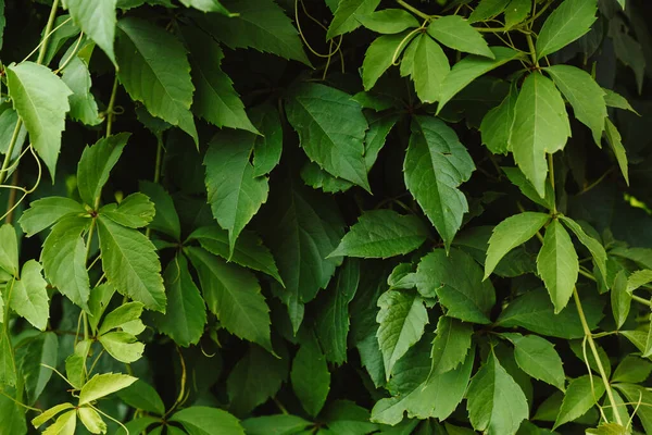 Grape green leaves close-up. Background of fresh green leaves