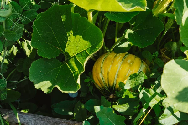 Mogen Zucchini Växer Trädgård Det Fria Miljövänliga Produkter Gul Grön — Stockfoto