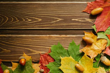 Sonbahar duvar kağıdı konsepti. Kurumuş akçaağaç yaprakları ve meşe palamutları metin için kopyalama alanı olan bir çerçeve ile dizilmiş.