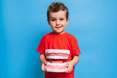 Sağlıklı dişleri olan gülümseyen bir çocuk mavi izole bir arka planda büyük bir çene tutar. Ağız temizliği. Pediatrik dişçilik. Protezler. Diş fırçalama kuralları