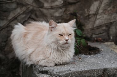 Merdivenlerde yatan paslı bir sokak kedisi. Gurzuf Kedileri.