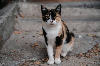 Merdivenlerde yatan benekli bir sokak kedisi. Gurzuf Kedileri.