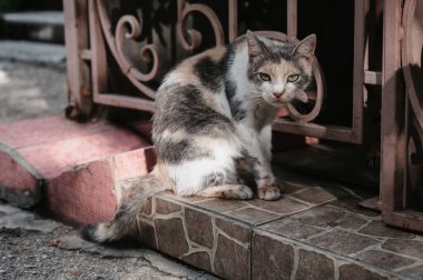 Benekli bir sokak kedisi çitin yanında cadde boyunca yürüyor. Gurzuf Kedileri