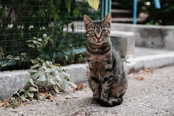 A spotted street cat walking along the street near the fence. Gurzuf cats