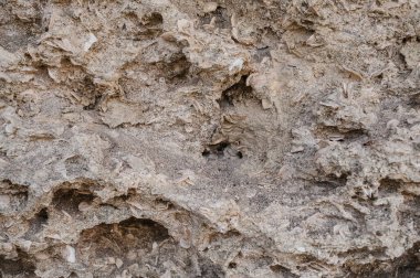 Tortul kireçtaşı kabuklu kayanın dokusu.