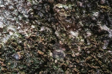 Scale and scaly lichen growing on rocks as a natural background. Pattern and texture