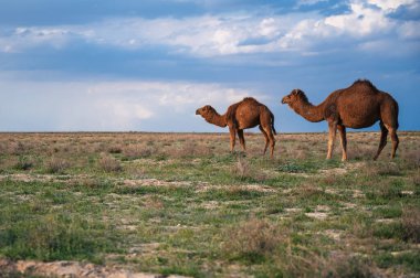 Bozkırda mavi gökyüzüne karşı birkaç deve.