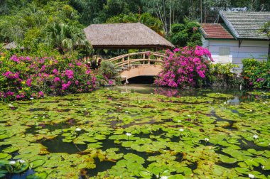 Beyaz bir nilüfer çiçeği, nilüferlerle dolu sessiz bir gölette süzülüyor, bahçede yumuşak güneş ışığıyla yıkanmış..