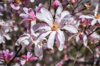Bir bahar parkında açan pembe ve beyaz manolya çiçeklerinin yakın çekimi