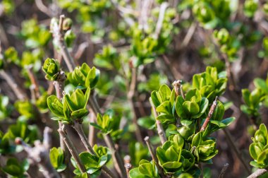 Özel bir çalılığın bahar filizleri, doğal ışık altında yakın plan.