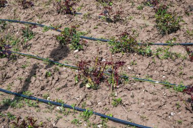 A hedge of roses, a row of rose bushes after wintering. clipart