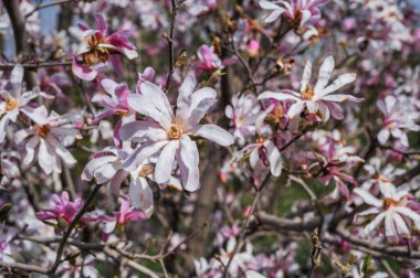 Bahar parkında manolya çiçekleri pembe beyaz çiçekler.